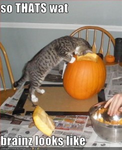 funny-pictures-cat-sees-pumpkin-brains