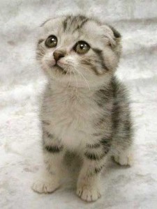 worlds-cutest-kitten