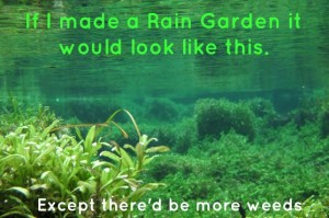 raingarden