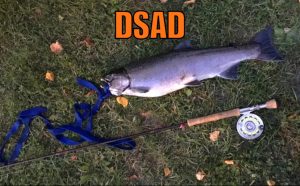 dsad salmon fishing 